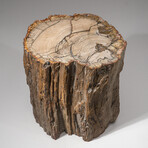 Genuine Petrified Wood Stump