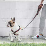 G-Stripe H-Harness // Green (Small)