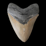 4.85" High Quality Megalodon Tooth