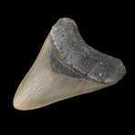 4.88" High Quality Serrated Megalodon Tooth