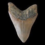 5.17" Colorful Serrated Megalodon Tooth