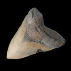 5.46" High Quality Megalodon Tooth