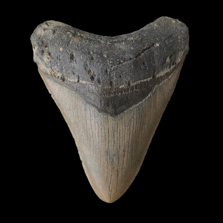 4.88" High Quality Serrated Megalodon Tooth