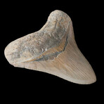 4.72" High Quality Megalodon Tooth