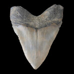 5.46" High Quality Megalodon Tooth