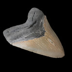 4.85" High Quality Megalodon Tooth