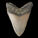 5.59" Huge High Quality Megalodon Tooth