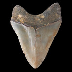 5.49" Huge Colorful Megalodon Tooth