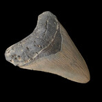 4.88" High Quality Serrated Megalodon Tooth