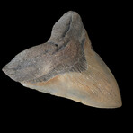 5.46" High Quality Megalodon Tooth