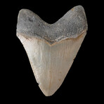 4.85" High Quality Megalodon Tooth