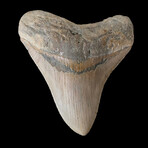 4.72" High Quality Megalodon Tooth