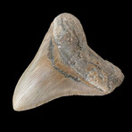 4.72" High Quality Megalodon Tooth