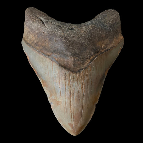 5.49" Huge Colorful Megalodon Tooth