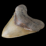 5.68" Beautiful High Quality Serrated Megalodon Tooth