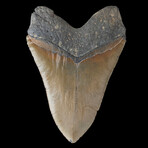 6.15" Giant High quality Megalodon Tooth