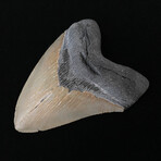 4.85" High Quality Megalodon Tooth