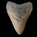 5.43" Huge High Quality Megalodon Tooth