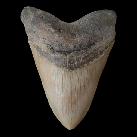 5.59" Huge High Quality Megalodon Tooth