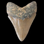 5.43" Huge High Quality Megalodon Tooth