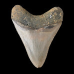 4.88" High Quality Serrated Megalodon Tooth