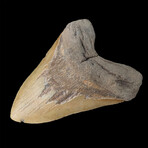 6.00" Giant High Quality Megalodon Tooth