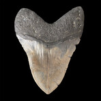 4.77" Jet Black Serrated Megalodon Tooth