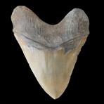 5.68" Beautiful High Quality Serrated Megalodon Tooth