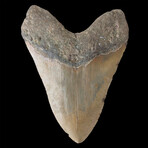 6.00" Giant High Quality Megalodon Tooth