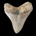 4.72" High Quality Megalodon Tooth