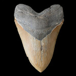 6.15" Giant High quality Megalodon Tooth