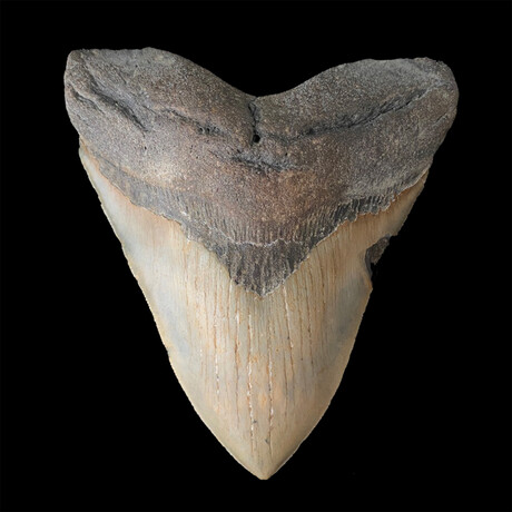 5.46" High Quality Megalodon Tooth