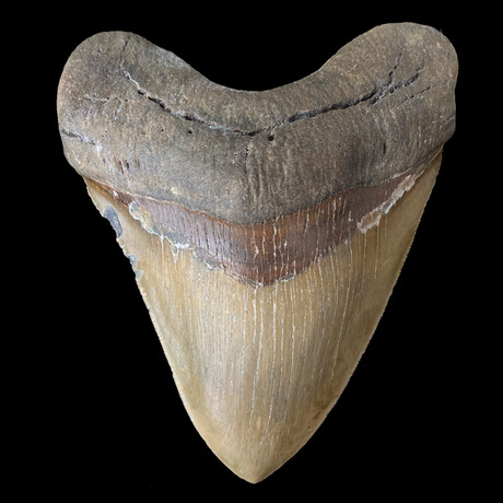 5.68" Beautiful High Quality Serrated Megalodon Tooth