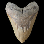 6.00" Giant High Quality Megalodon Tooth