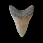 4.07" Lower Colorful Megalodon Tooth