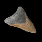 4.07" Lower Colorful Megalodon Tooth