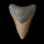 4.07" Lower Colorful Megalodon Tooth