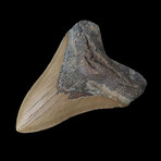 4.59" Dagger Megalodon Tooth