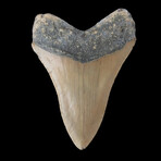 4.59" Dagger Megalodon Tooth