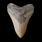 4.59" Dagger Megalodon Tooth