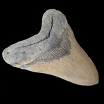 5.75" Massive High Quality Megalodon Tooth