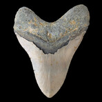 5.75" Massive High Quality Megalodon Tooth