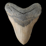 5.75" Massive High Quality Megalodon Tooth