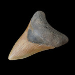 4.07" Lower Colorful Megalodon Tooth