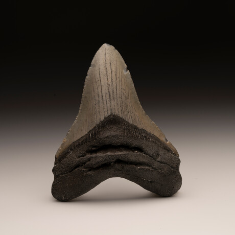 Megalodon Tooth // Ver. 2