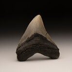 Megalodon Tooth // Ver. 3