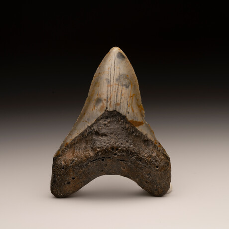 Megalodon Tooth // Ver. 1