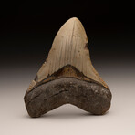 Megalodon Tooth // Ver. 4