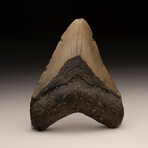 Megalodon Tooth // Ver. 5