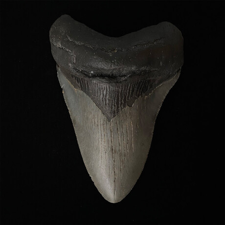 5.32" Thick Serrated Lower Megalodon Tooth
